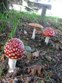 Amanita muscaria image