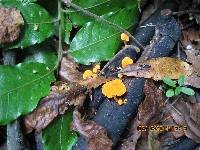 Favolaschia calocera image