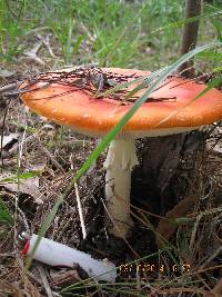 Amanita muscaria image