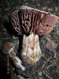 Cortinarius saturninus image