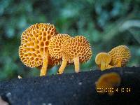 Favolaschia calocera image