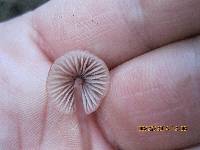 Mycena mariae image