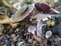 Cortinarius saturninus image