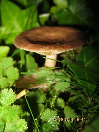 Lactarius glyciosmus image