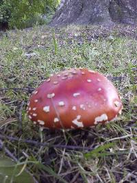 Amanita muscaria image