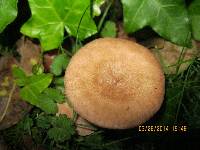 Lactarius glyciosmus image