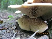 Agrocybe parasitica image