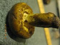 Lactarius turpis image