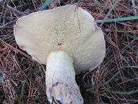 Suillus subacerbus image