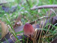 Mycena mariae image