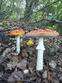 Amanita muscaria image