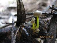 Mycena epipterygia image