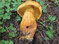 Gymnopilus junonius image