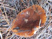 Tricholoma fracticum image