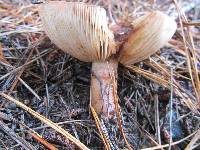 Image of Tricholoma fracticum