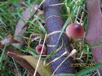 Mycena mariae image