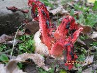 Clathrus archeri image