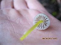 Mycena epipterygia image