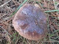 Suillus subacerbus image