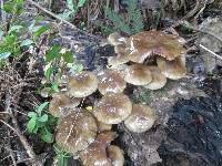 Armillaria novae-zelandiae image