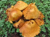 Gymnopilus junonius image