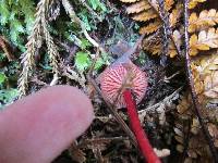 Hygrocybe firma image