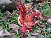 Clathrus archeri image