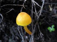 Hygrocybe julietae image