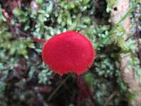 Hygrocybe firma image