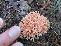 Ramaria samuelsii image