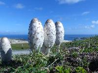 Coprinus comatus image