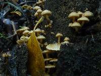 Pholiota subflammans image