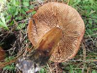 Tricholoma albobrunneum image