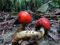 Leratiomyces erythrocephalus image