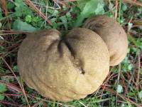 Calvatia cyathiformis image