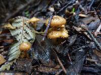 Pholiota subflammans image