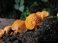 Favolaschia calocera image