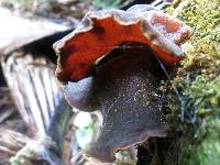 Auricularia cornea image