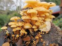 Flammulina velutipes image