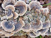 Trametes versicolor image