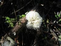 Campanella tristis image