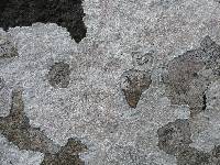 Lecanora farinacea image