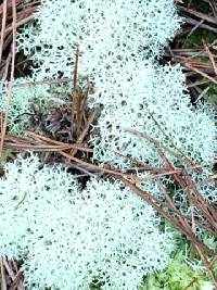 Cladonia confusa image