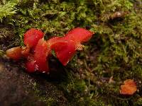 Hygrocybe miniata image