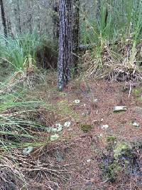 Cladonia confusa image