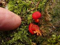 Hygrocybe miniata image