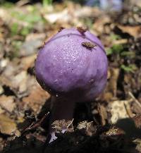 Cortinarius porphyroideus image