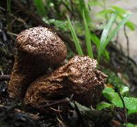 Lycoperdon perlatum image