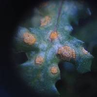 Puccinia lagenophorae image