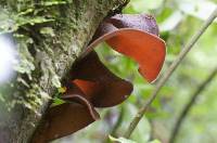 Auricularia cornea image